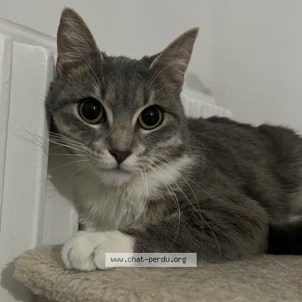 Photo 1/1 Gat Chat perdu à Venissieux