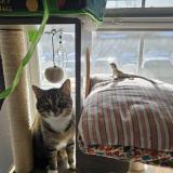 Photo de chat perdu à Aurora