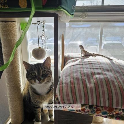 Photo 1/1 Ophelia Chat perdu à Aurora