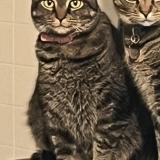 Photo de chat perdu à Wilkes Barre