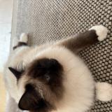 Photo de chat perdu à Gex