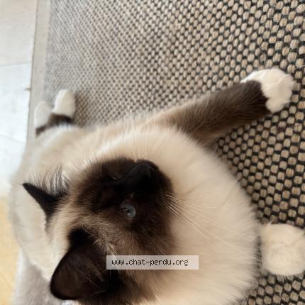 Photo 1/1 Dalie Chat perdu à Gex