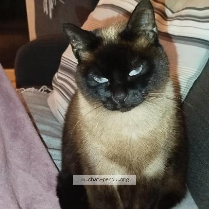 Photo 1/1 Kiwi Chat perdu à Guethary