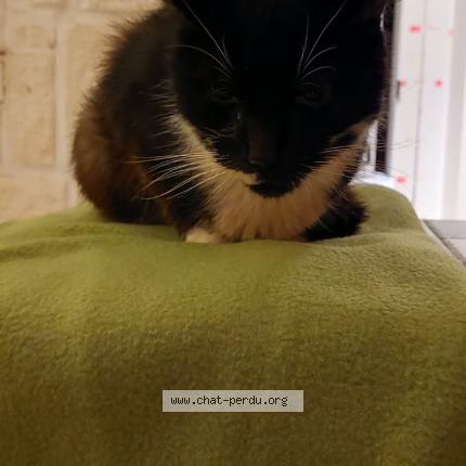 Photo 1/1 Pepere Chat perdu à Comines