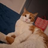 Photo de chat perdu à Carcassonne