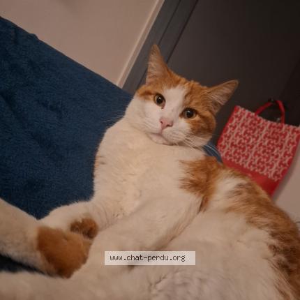 Photo 1/1 Walker Chat perdu à Carcassonne