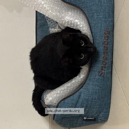 Photo 1/1 Sparky Chat perdu à Soisy sous montmorency