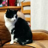 Photo de chat perdu à Sainte Colombe Pres Vernon