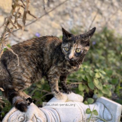 Photo 1/1 Chat retrouvé Perdu à Lambesc