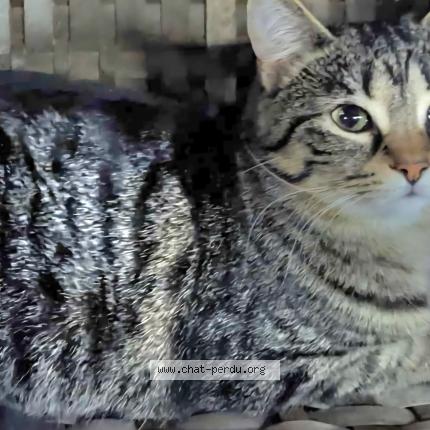 Photo 1/1 poupoune Chat perdu à Quebec city