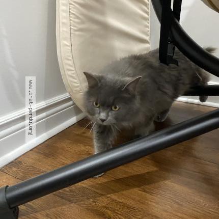 Photo 1/1 Ernesto Chat perdu à Montreal