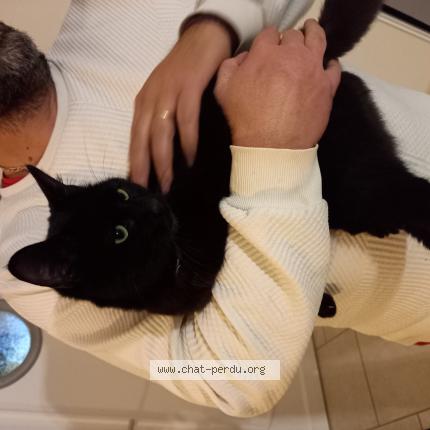 Photo 1/1 Chat trouvé Trouvé à Barace