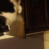 Photo de chat trouvé à Hagerstown