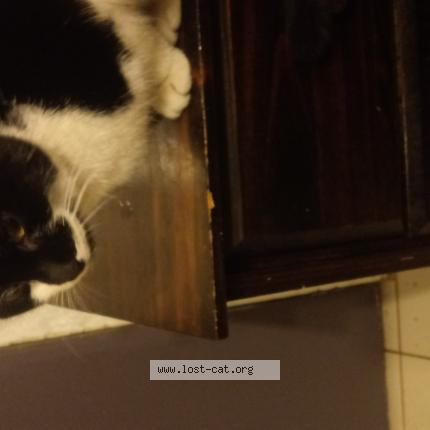 Photo 1/1 Chat trouvé Trouvé à Hagerstown