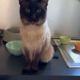 Photo de chat perdu à Jumet