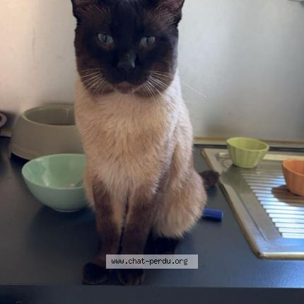 Photo 1/1 Bouboule Chat perdu à Jumet