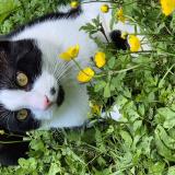 Photo de chat perdu à Evry Courcouronnes