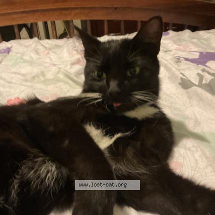 Photo 1/1 Salem Chat perdu à Lake mary