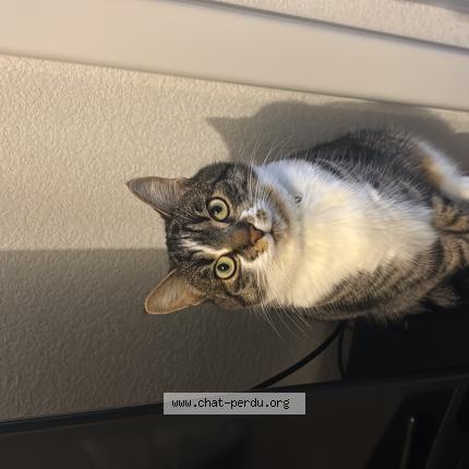 Photo 1/1 Delta Chat perdu à Castanet tolosan