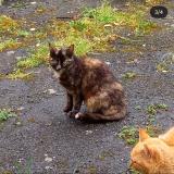 Photo de chat perdu à Denat