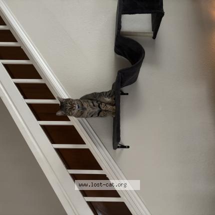 Photo 1/1 Skurge Chat perdu à Fort worth