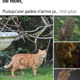 Photo de chat perdu à Crecy La Chapelle