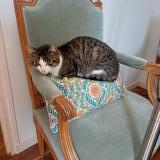 Photo de chat perdu à Saint Martin Des Tilleuls