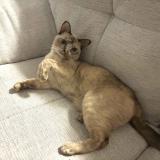 Photo de chat retrouvé à Mount Pleasant