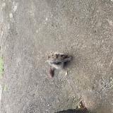 Photo de chat trouvé à Saint Denis