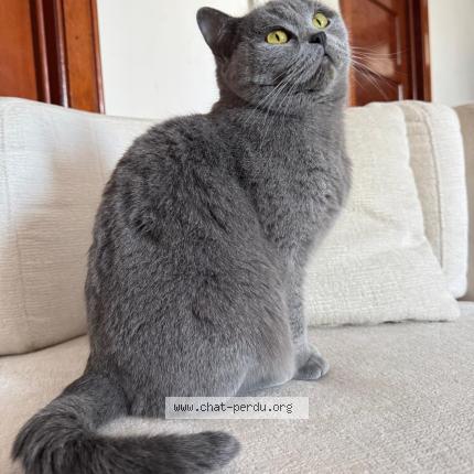 Photo 1/1 Chat trouvé Trouvé à Bruxelles