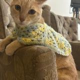 Photo de chat perdu à Piura