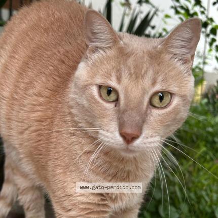 Photo 2/2 Grecco Chat perdu à Piura