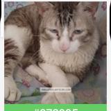 Photo de chat perdu à Barx La Drova