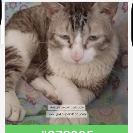 Photo 1/1 Bowie Chat perdu à Barx la drova