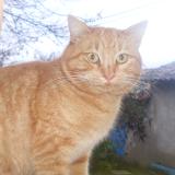 Photo de chat perdu à Thoard