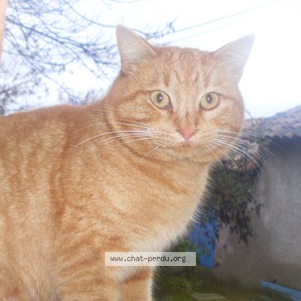 Photo 1/1 Gofer Chat perdu à Thoard