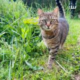 Photo de chat perdu à Aunay Sous Auneau