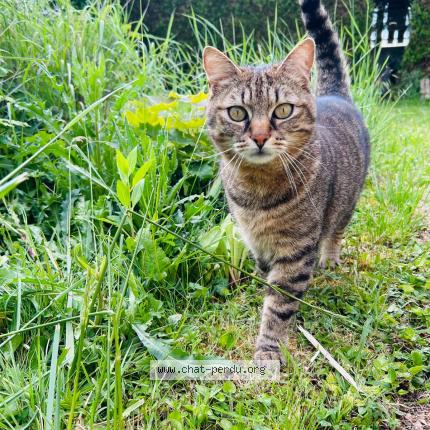 Photo 1/4 Pikachu Chat perdu à Aunay sous auneau