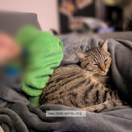 Photo 2/4 Pikachu Chat perdu à Aunay sous auneau