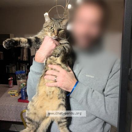 Photo 3/4 Pikachu Chat perdu à Aunay sous auneau