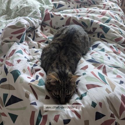 Photo 4/4 Pikachu Chat perdu à Aunay sous auneau