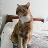 Photo de chat perdu à Saleilles