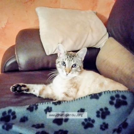 Photo 1/1 Chat retrouvé Perdu à Langueux