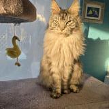 Photo de chat perdu à La Motte Servolex