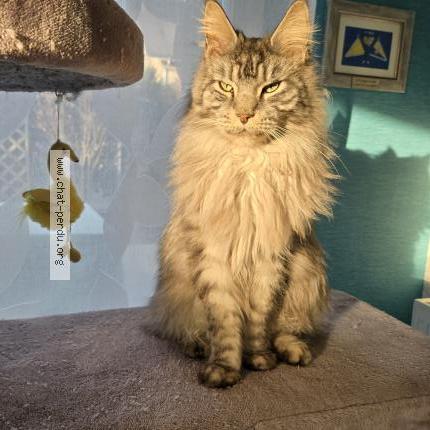 Photo 1/1 Chat retrouvé Perdu à La motte servolex