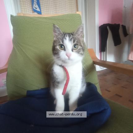 Photo 1/1 Chat retrouvé Trouvé à Schaarbeek