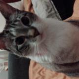 Photo de chat perdu à Paris