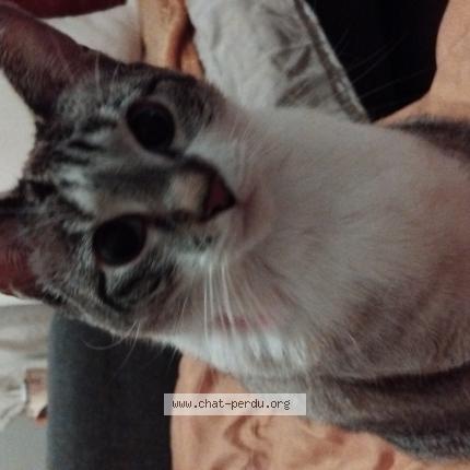 Photo 1/1 Chat retrouvé Perdu à Paris