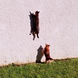 Photo de chat perdu à Montaulin