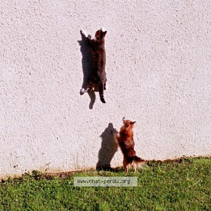 Photo 1/1 Mia Chat perdu à Montaulin